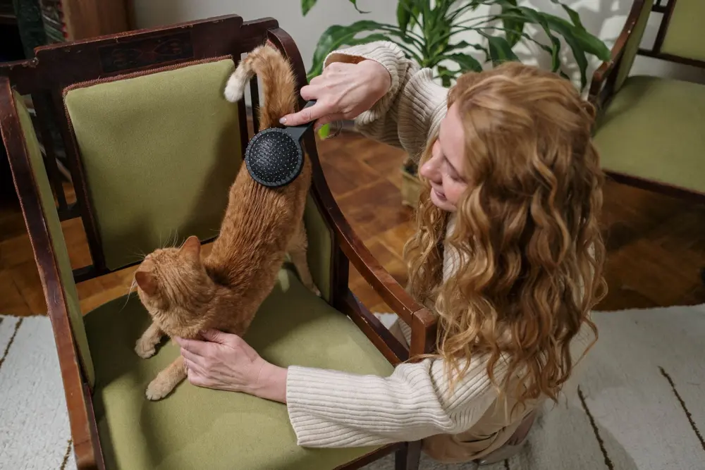 Cat being brushed