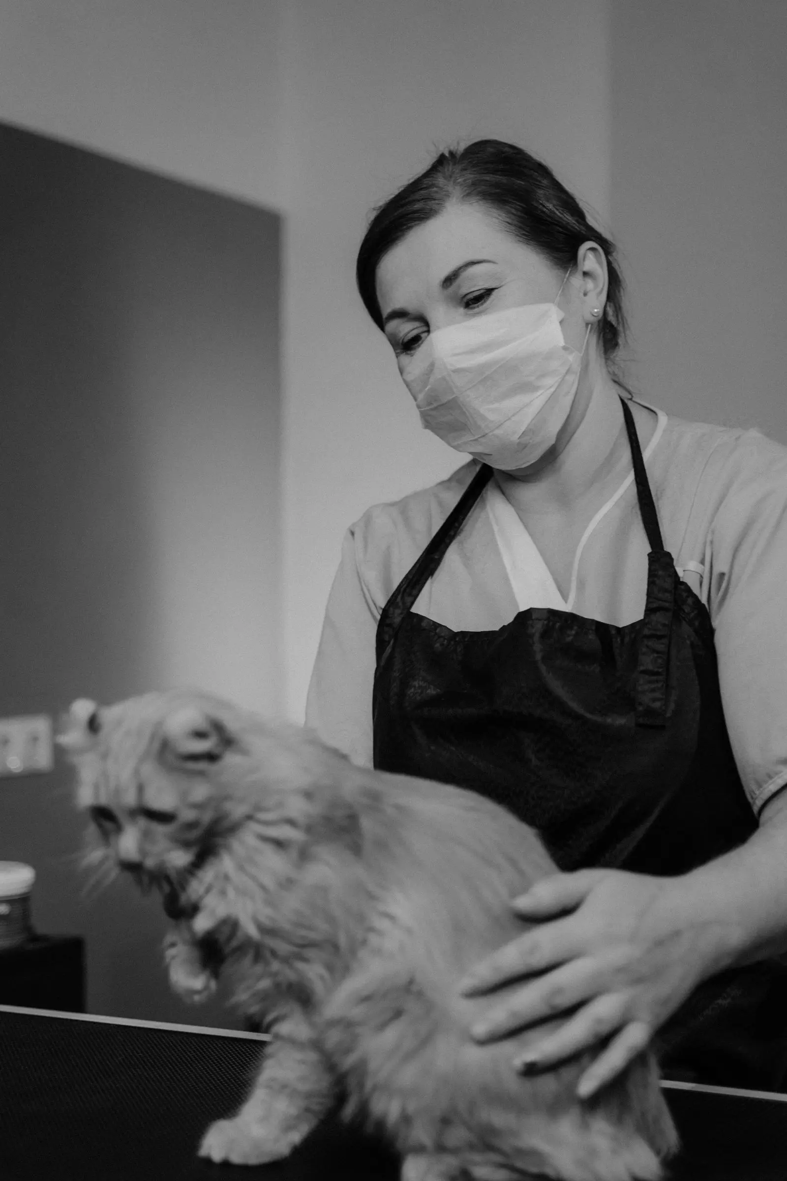Groomer holding a cat