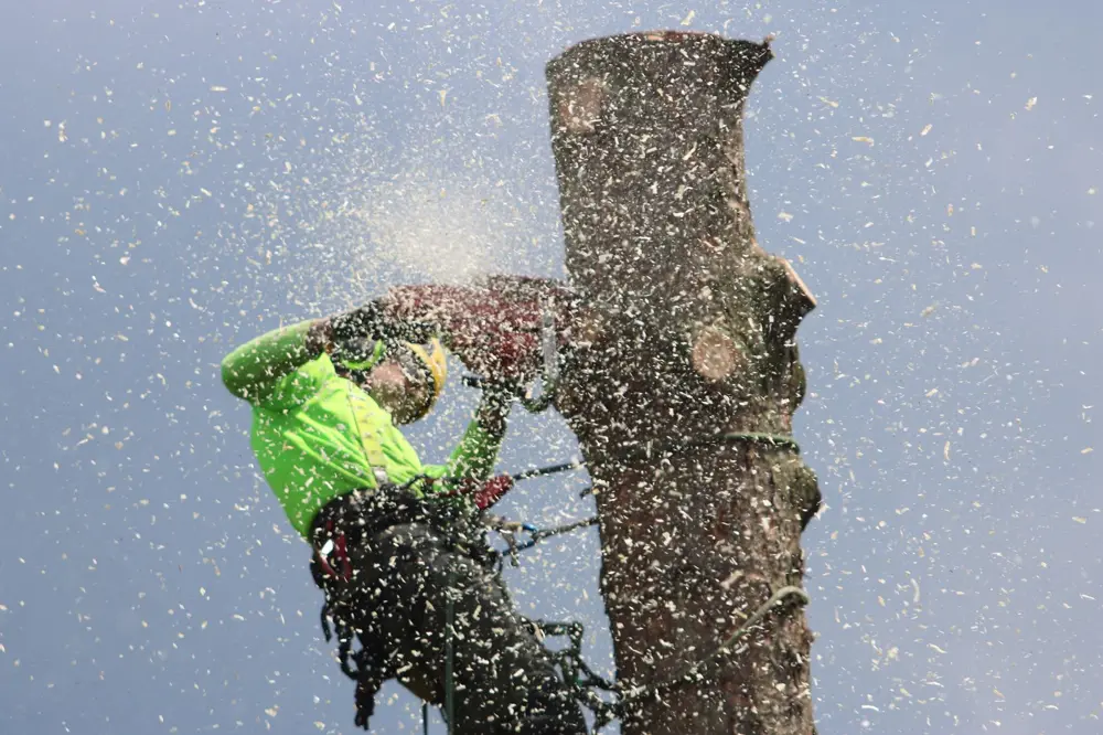 Arborist cutting a tree trunk
