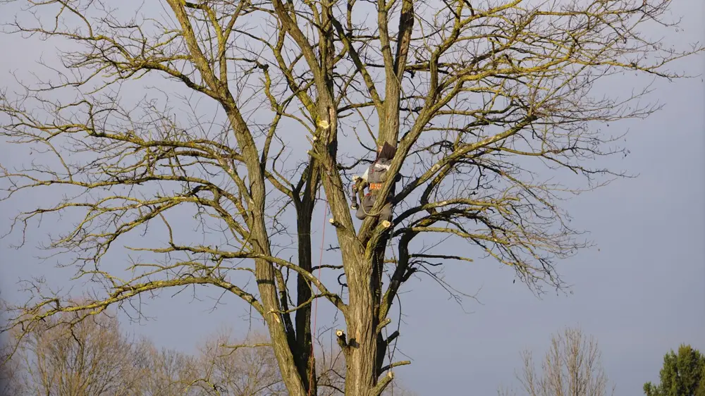 A large tree canopy