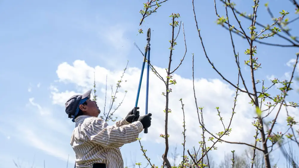 Pruning branches