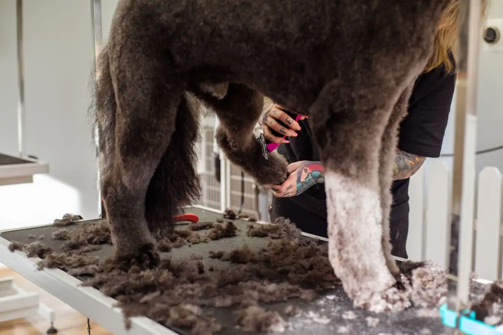 Dog being brushed out