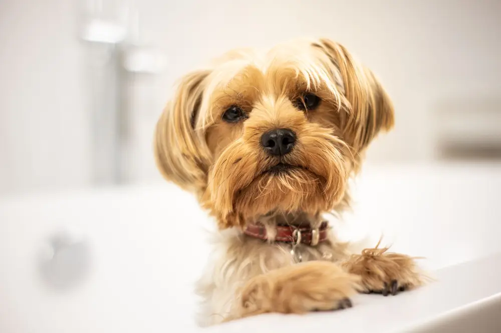 Small dog at bath time