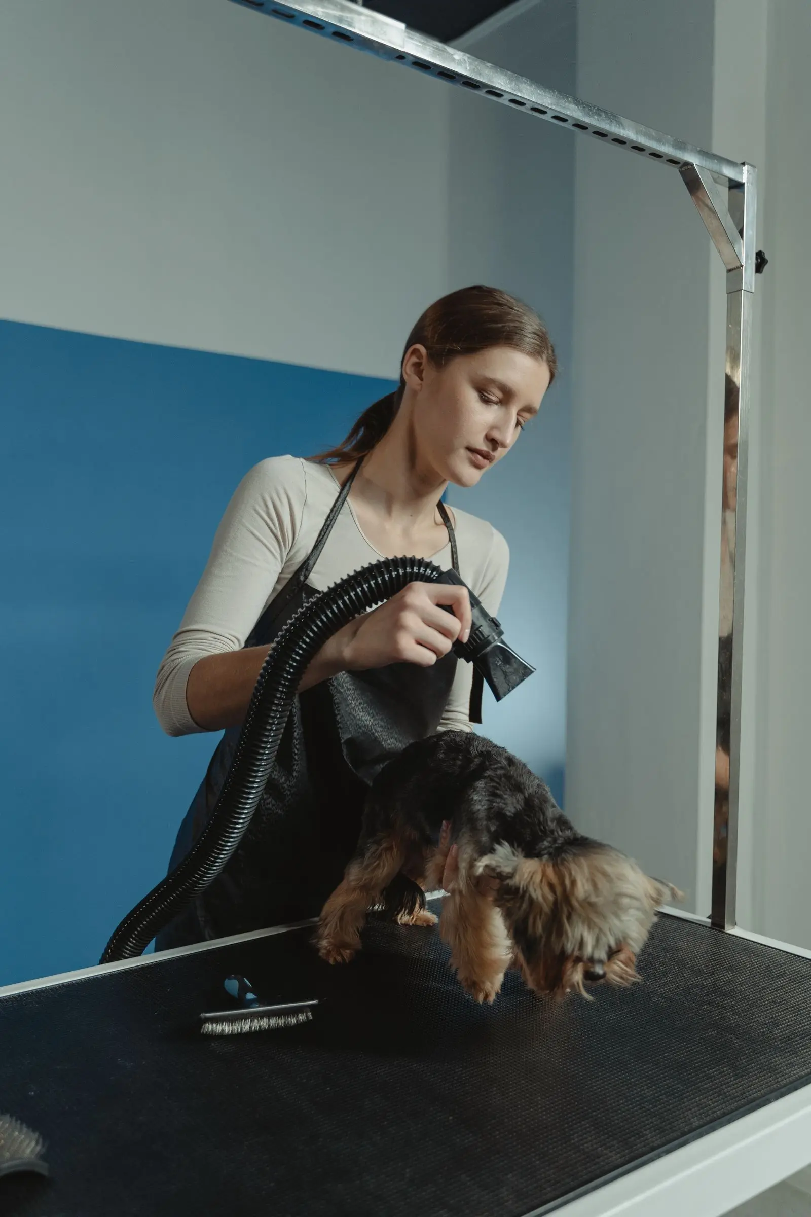 Groomer blow-drying a small dog