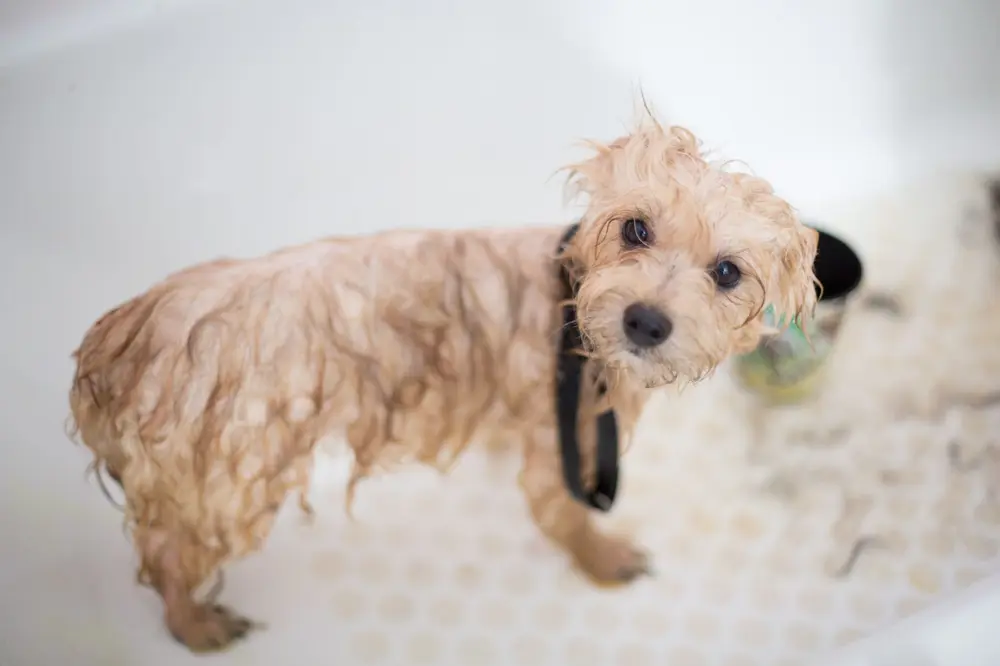 Poodle puppy in the bath