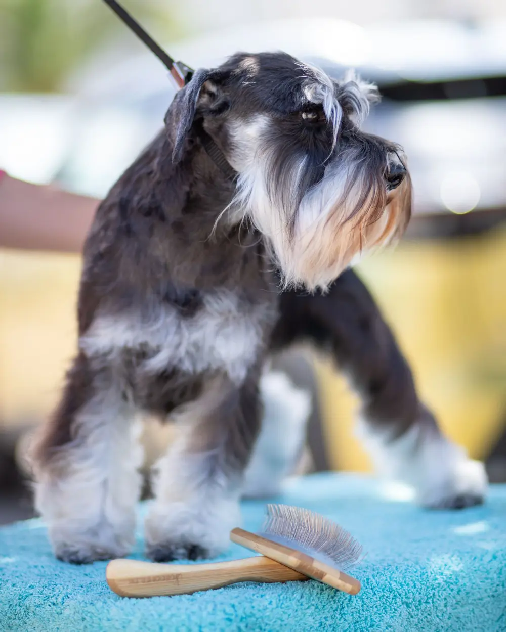 Terrier on the grooming table
