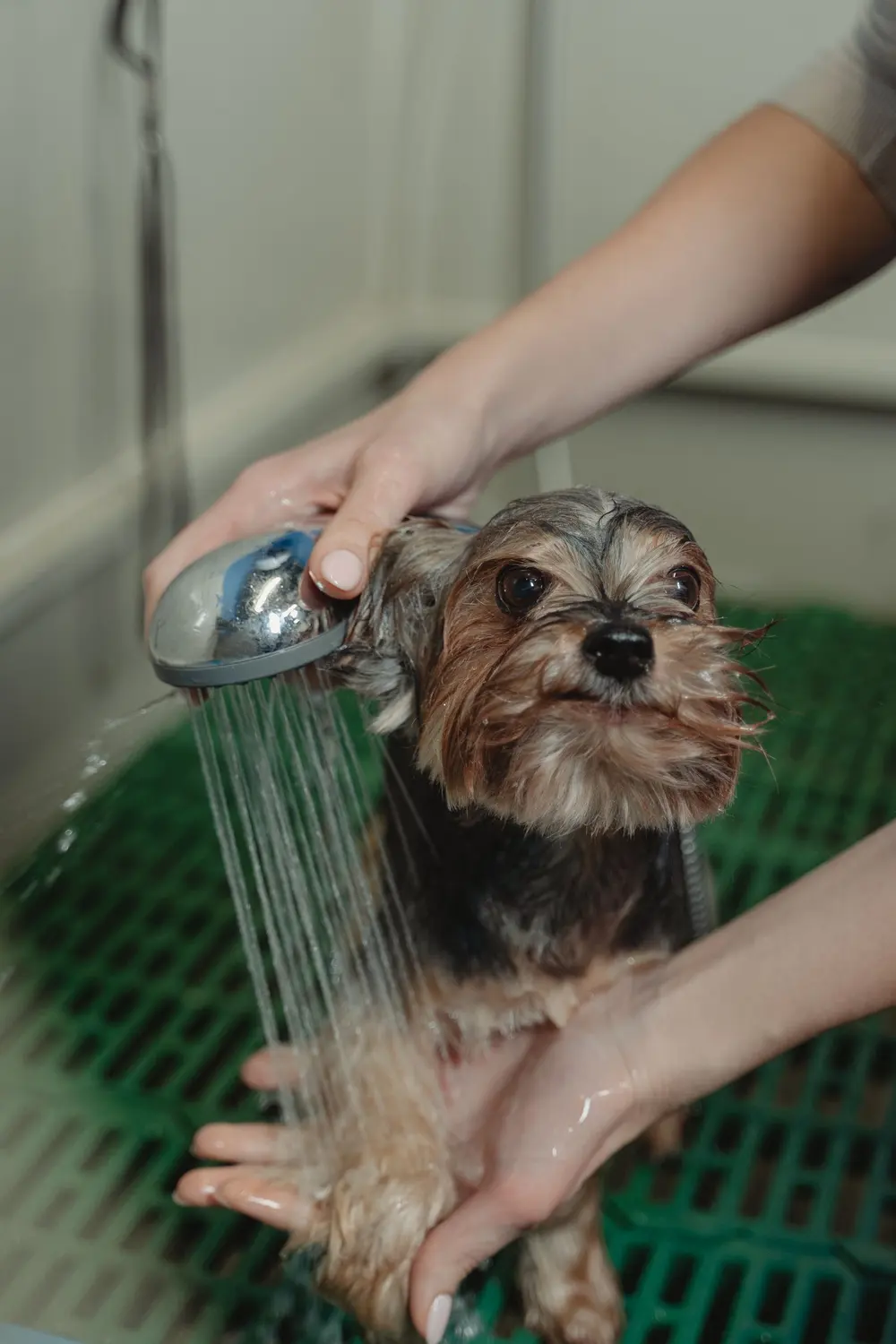 Dog in the bath
