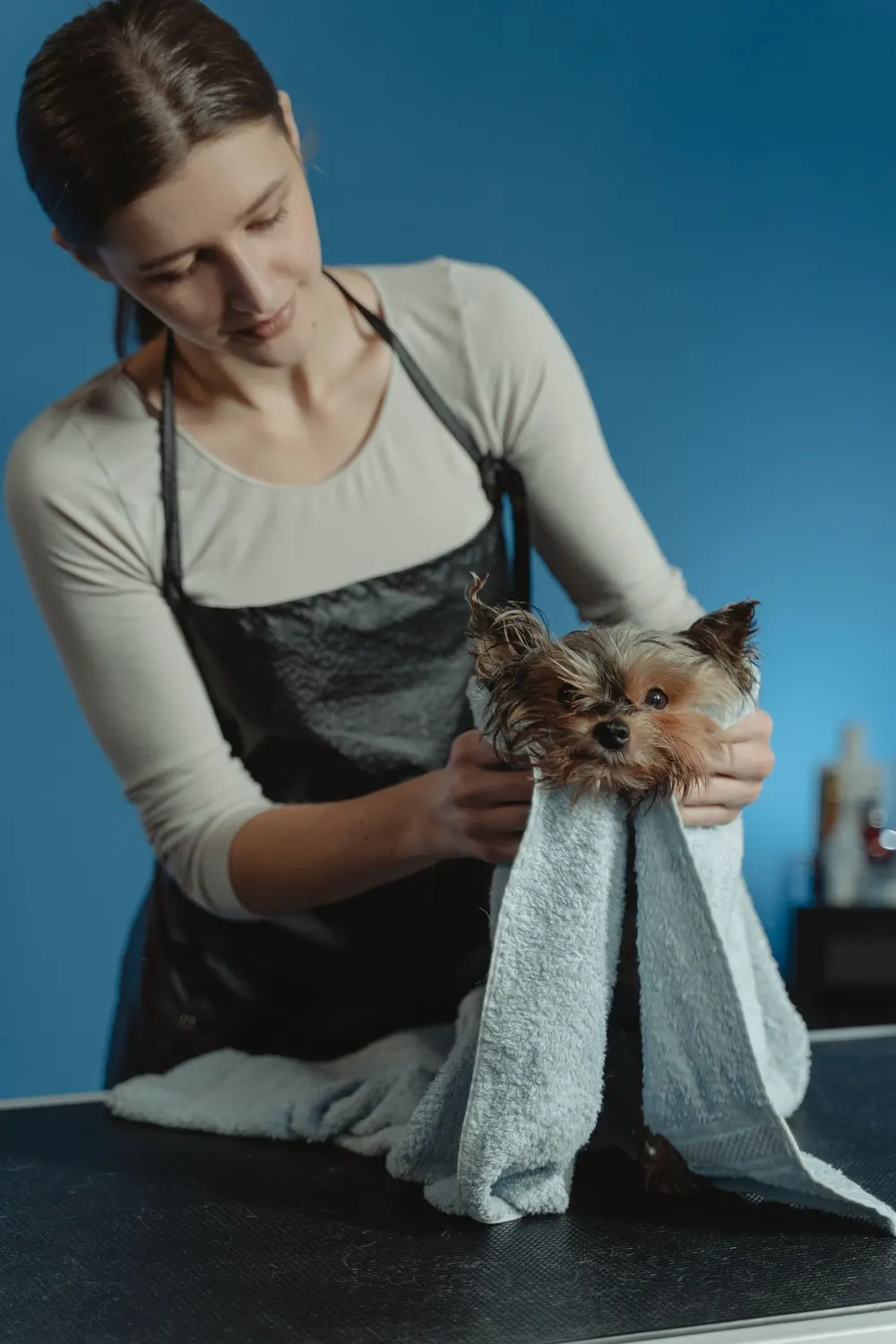 Small dog wrapped in a towel after a bath