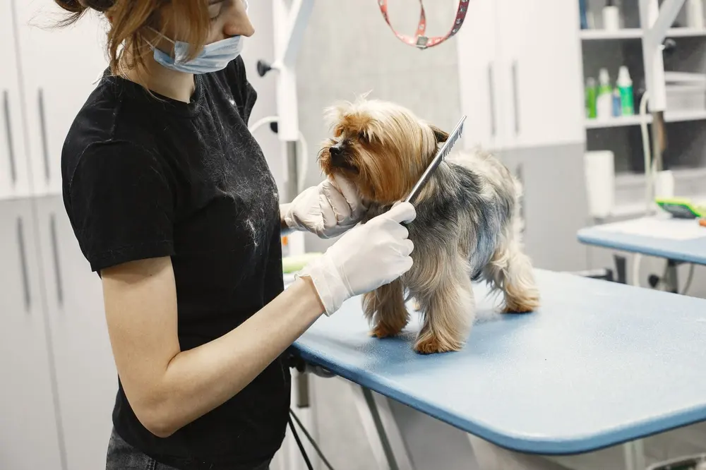 Groomer trimming a dog's coat