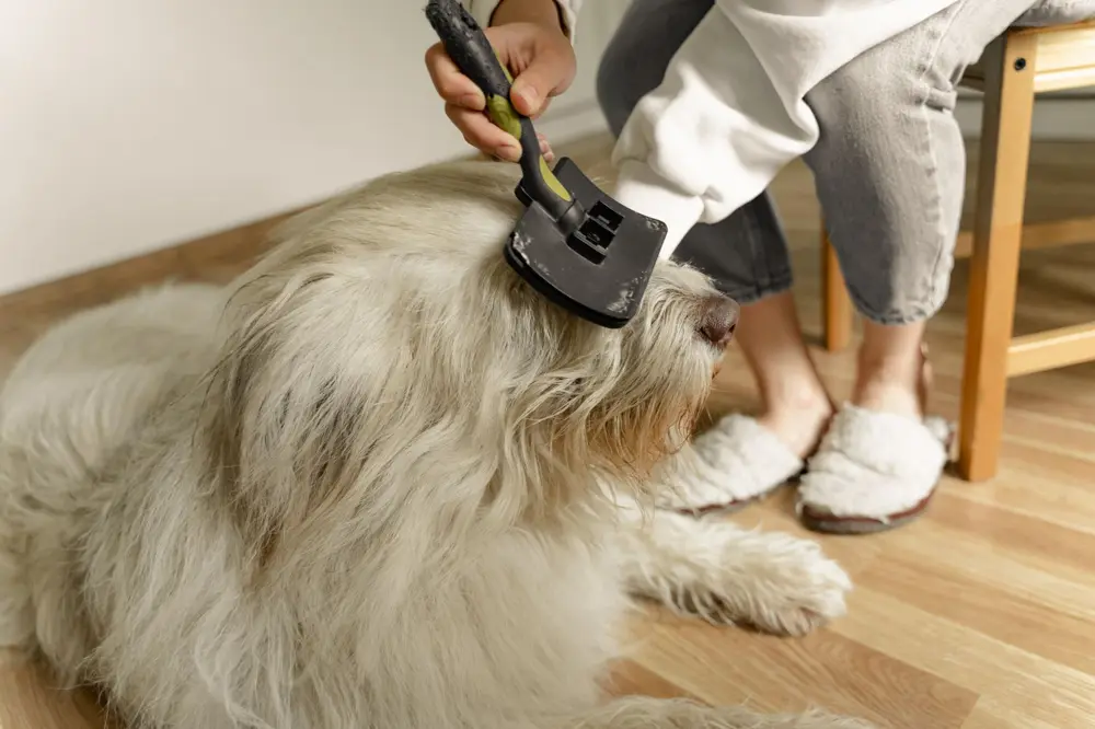 Person brushing a fluffy dog