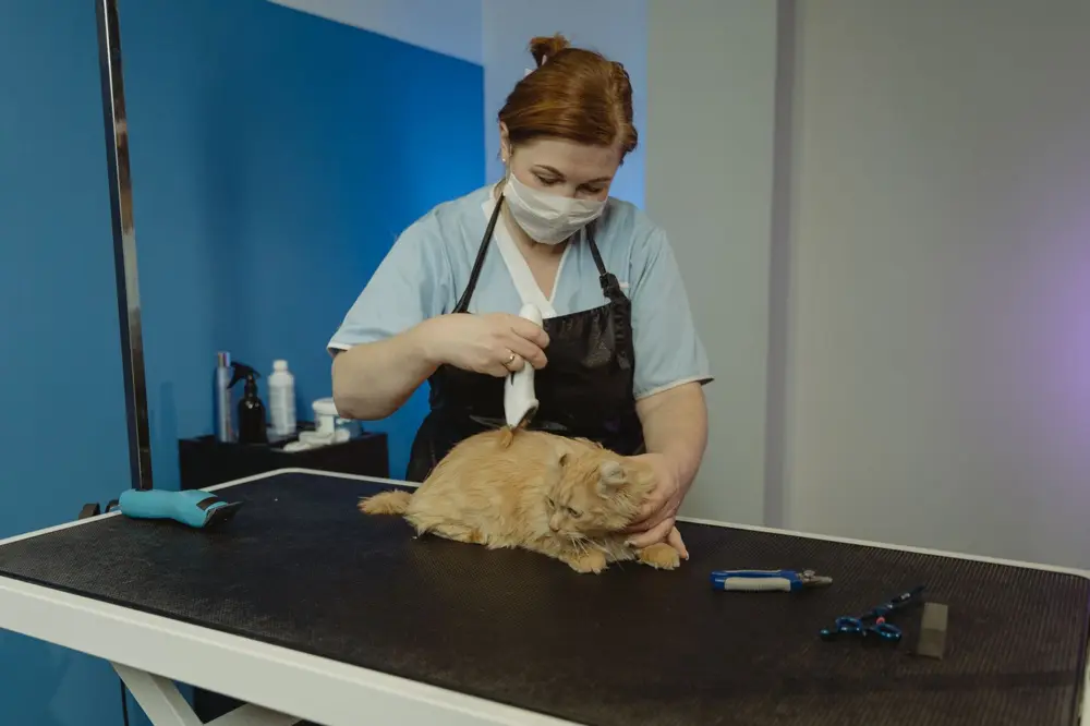 Groomer working with a cat