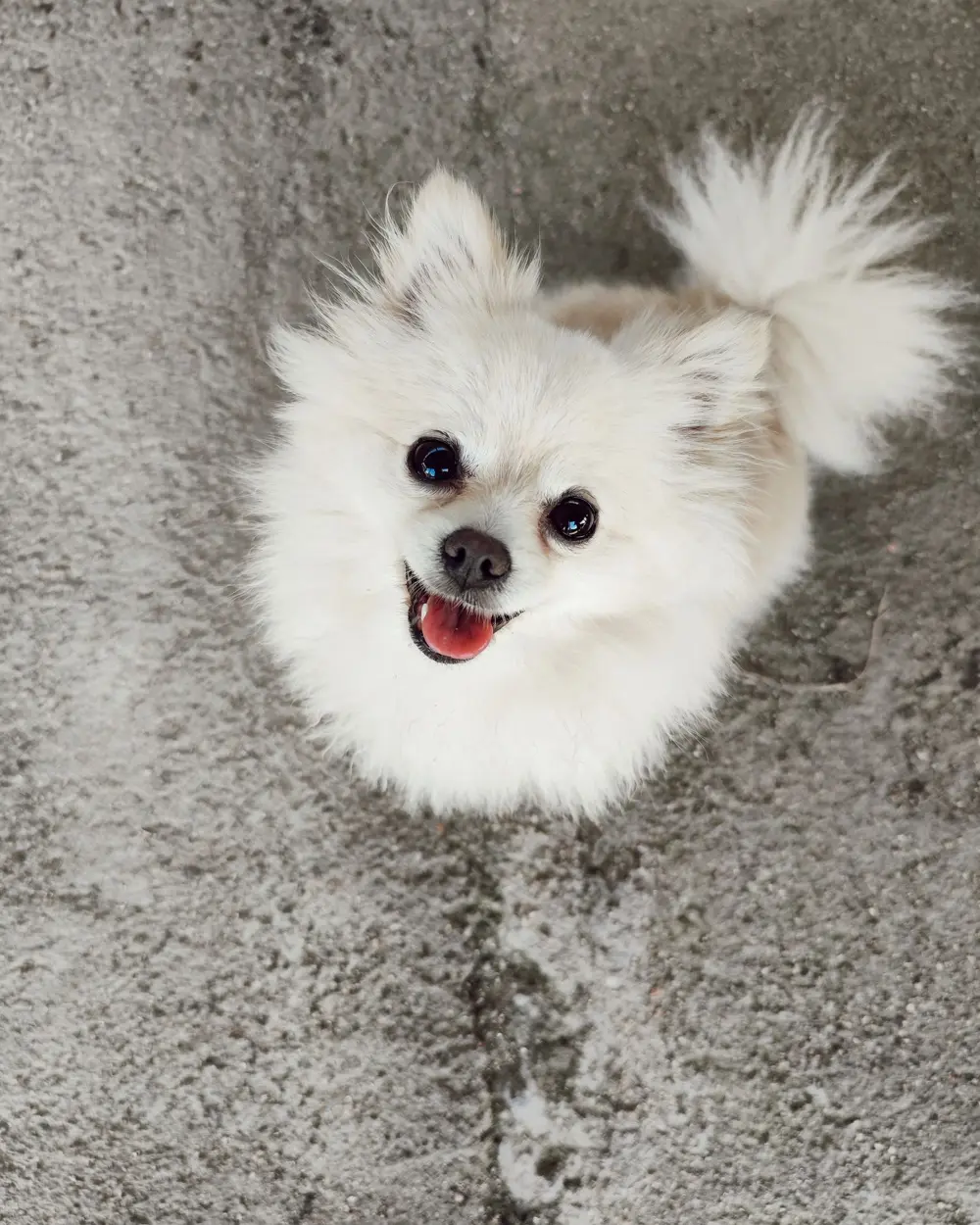 White fluffy dog after grooming