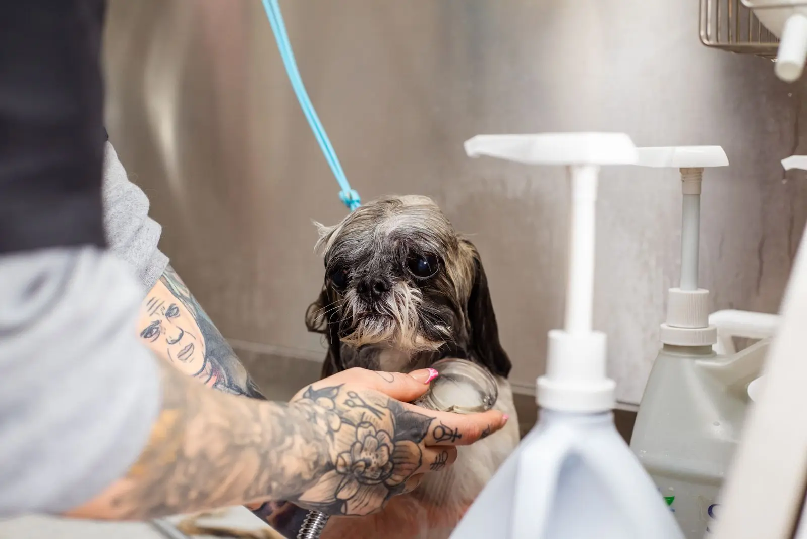 Small dog getting a bath at a grooming salon