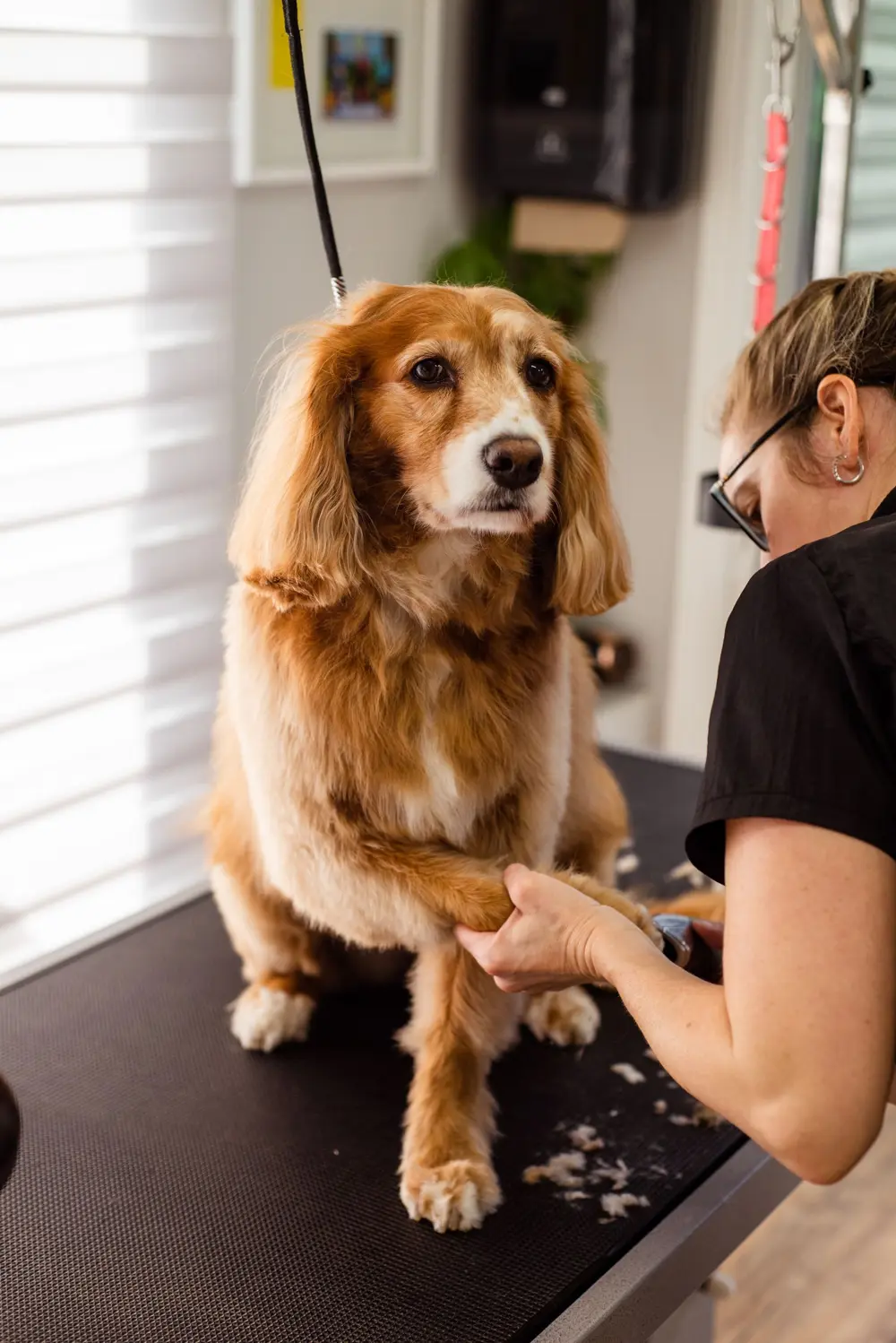 Groomer trimming a dog's nails