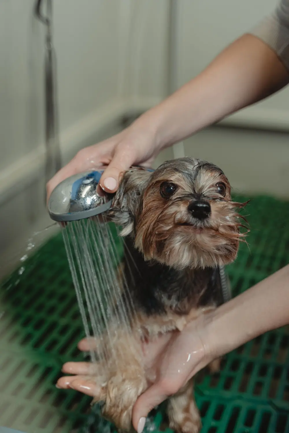 Dog getting a bath