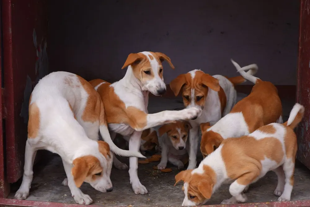 Dogs playing together