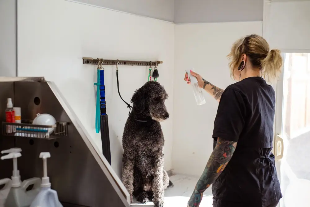 Groomer working with a poodle in a grooming salon