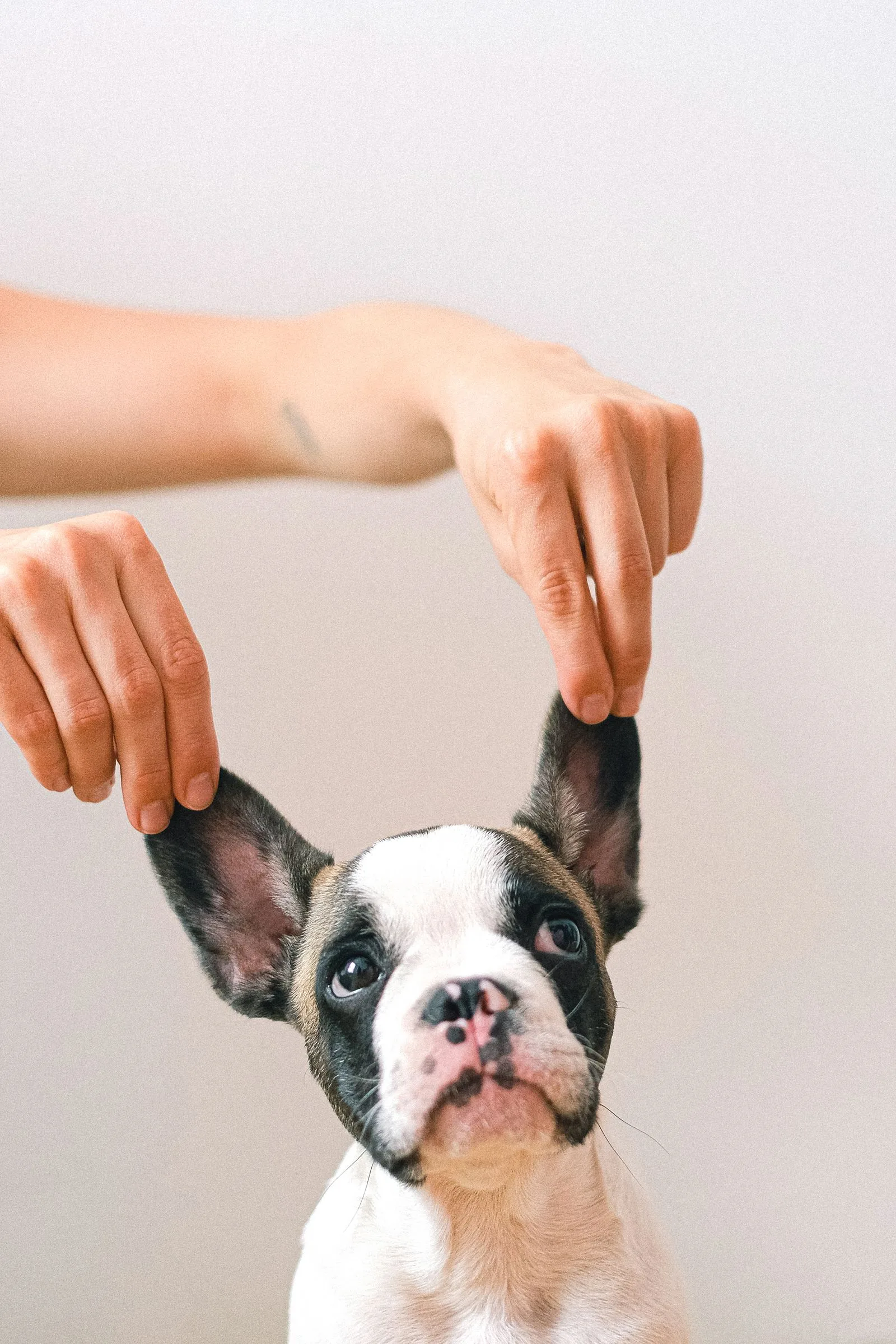 Dog during a bath