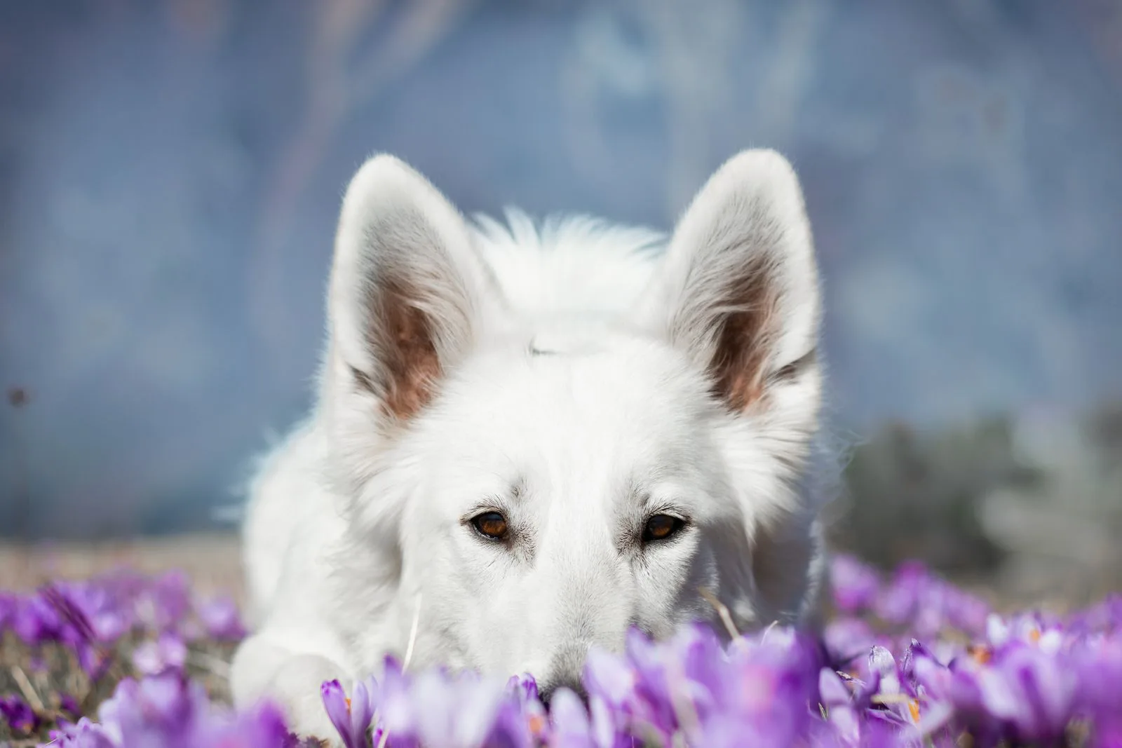 Relaxed dog being cared for
