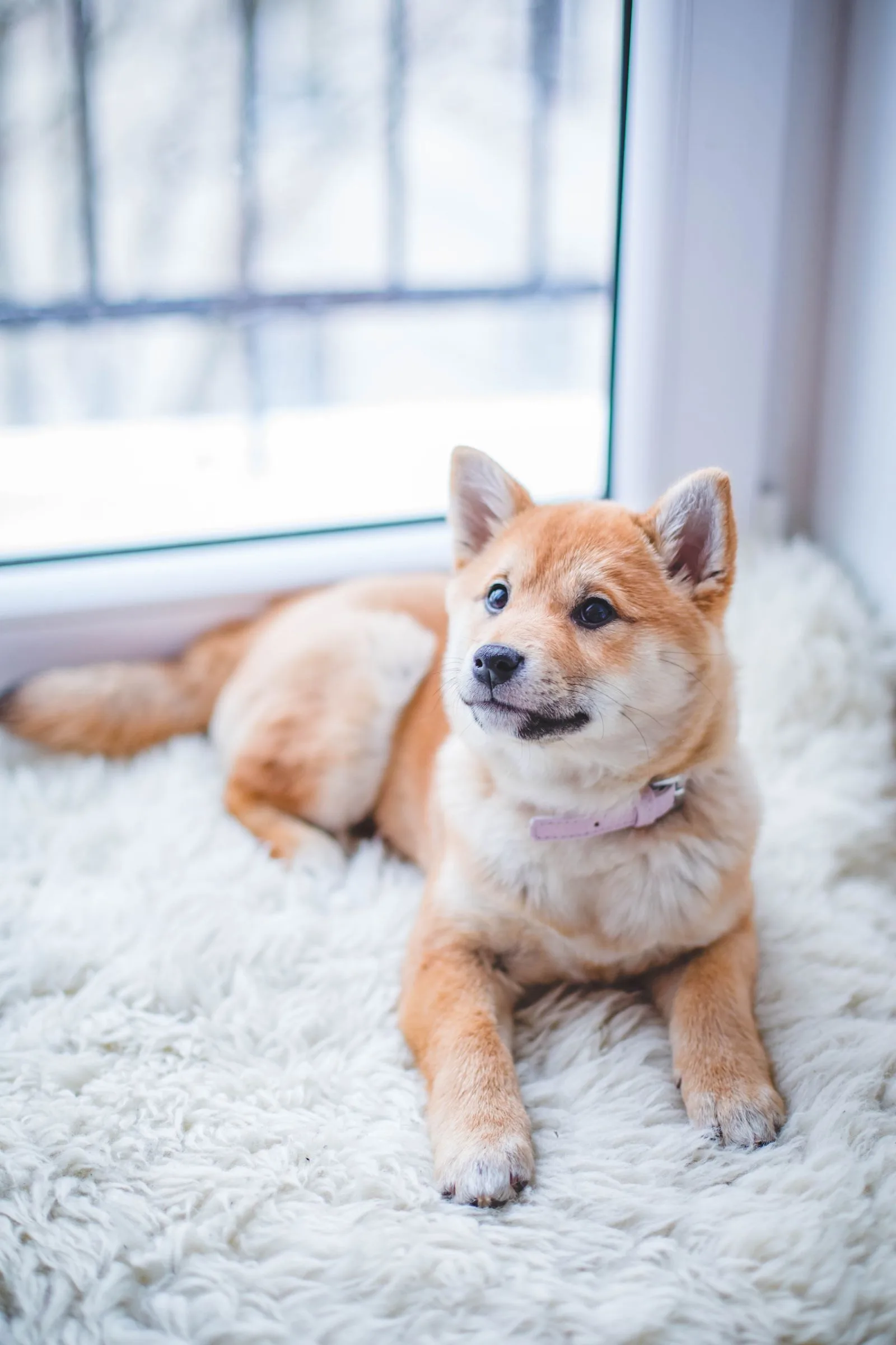Fluffy groomed dog