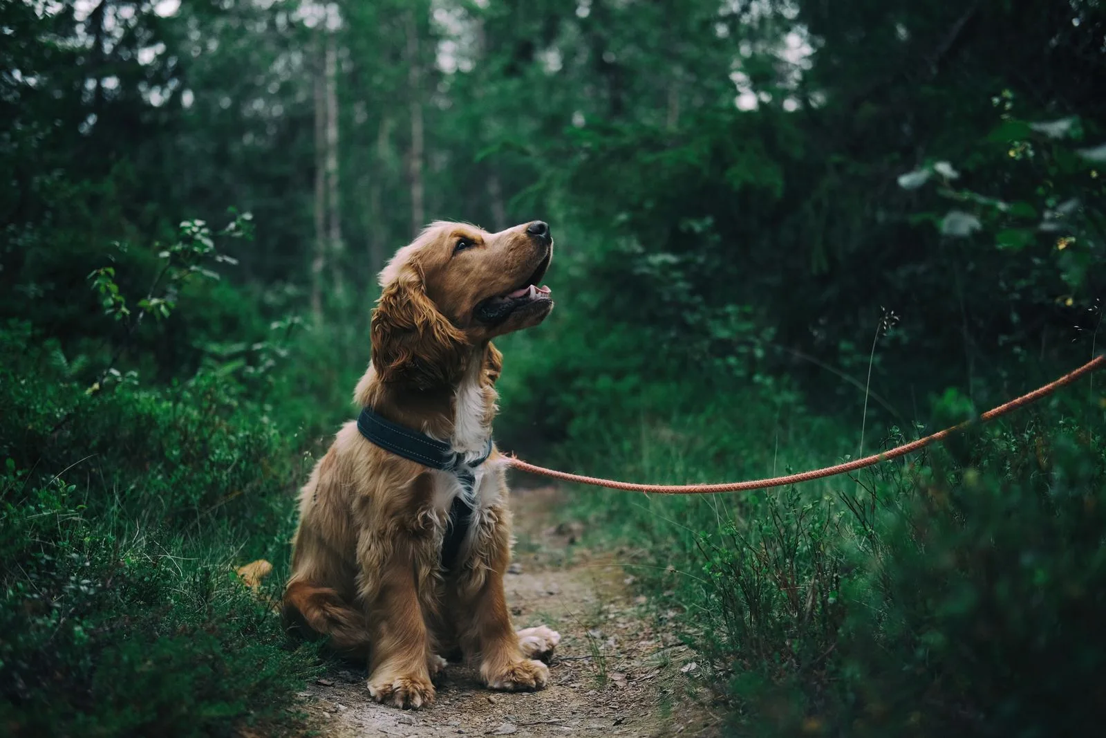 Calm dog resting during a gentle grooming session