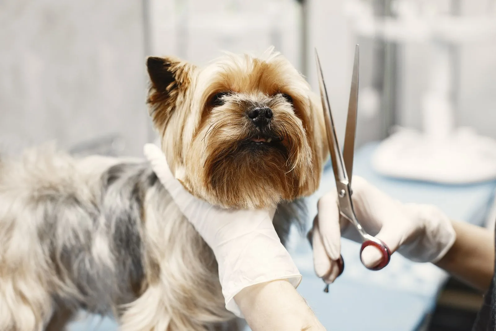 Dog being bathed