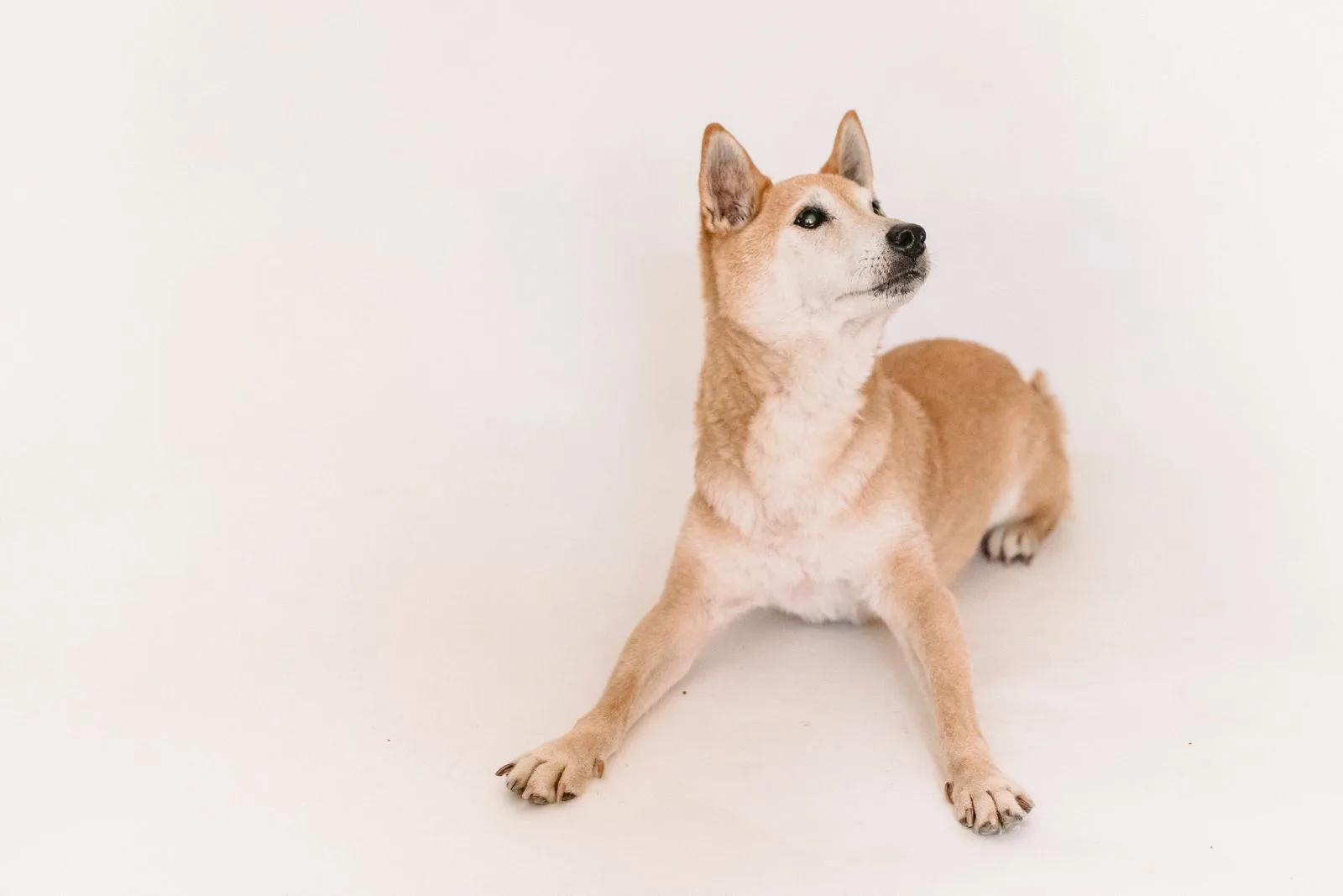 Happy groomed dog looking at the camera